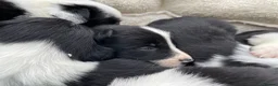 Border Collie dogs for sale: Beautiful Border Collie Puppies in Grassington - Advert 14