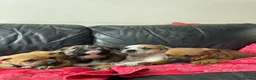 Mixed Breed dogs for sale: German shepherd x Staff litter - super friendly - Advert 9