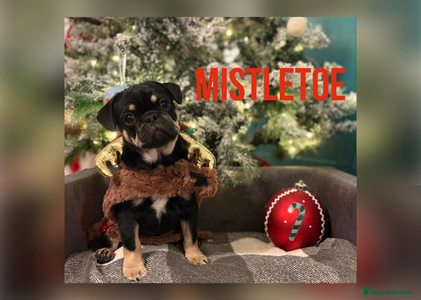 Frug dogs ♥️ Beautiful Frug Puppy **ready now** - Advert 1