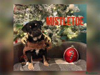 Frug dogs ♥️ Beautiful Frug Puppy **ready now** - Advert 2