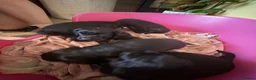 Cockapoo dogs for sale: Beautiful F1 COCKAPOO PUPPIES , 4 BOYS , 2 GIRLS  - Advert 12