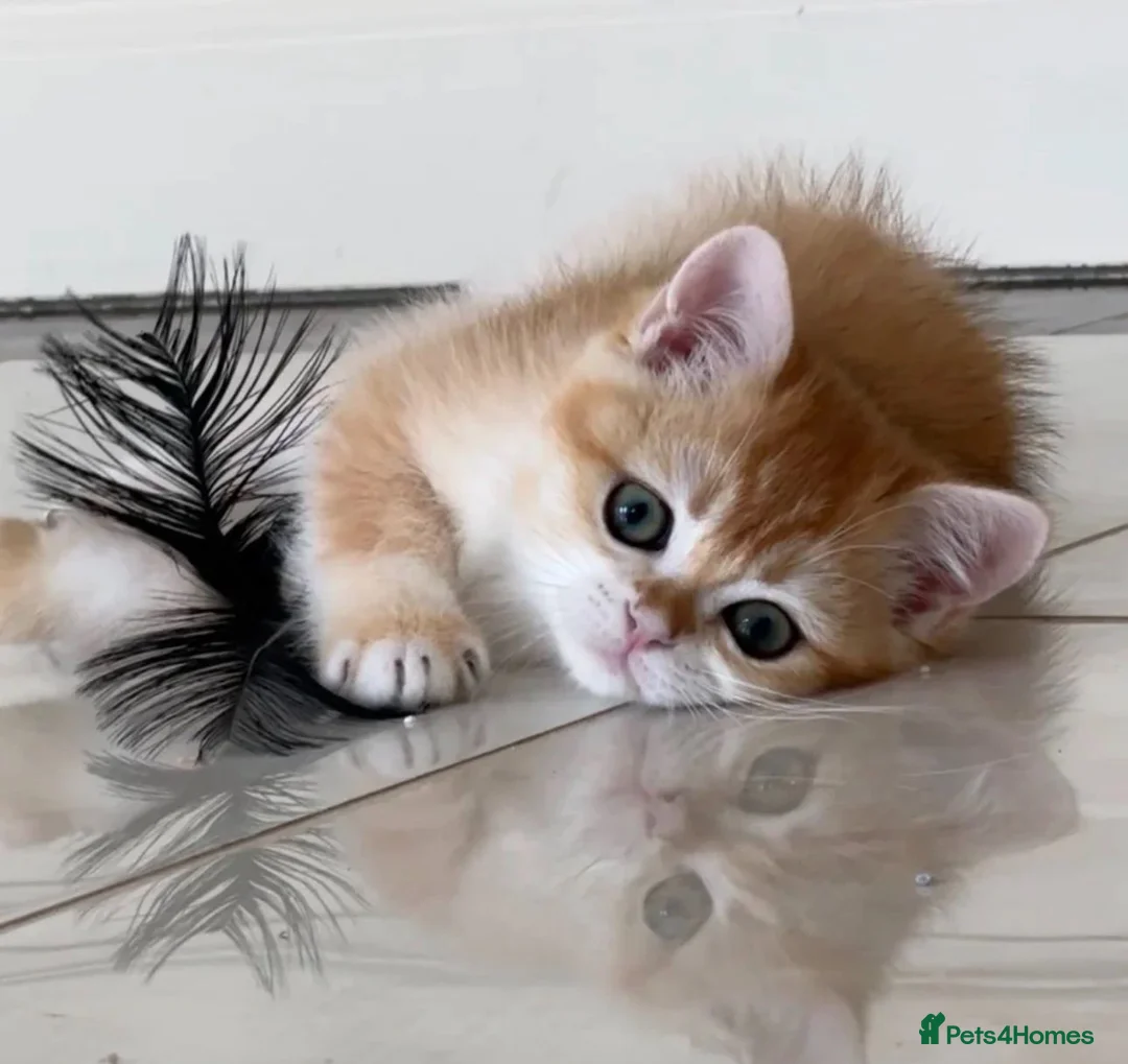 British Shorthair cats for sale: 1 boy left!Golden shaded British Shorthair kittens - Advert 2