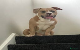 Mixed Breed dogs for sale: Re homing 10 month pocket bully - Image 1