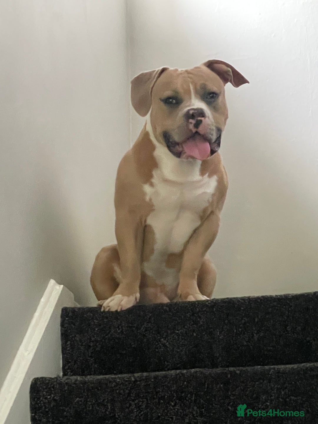 Mixed Breed dogs for sale: Re homing 10 month pocket bully - Image 1