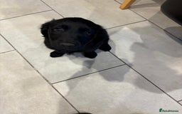 Mixed Breed dogs for sale: Rare black golden cocker puppies - Image 19
