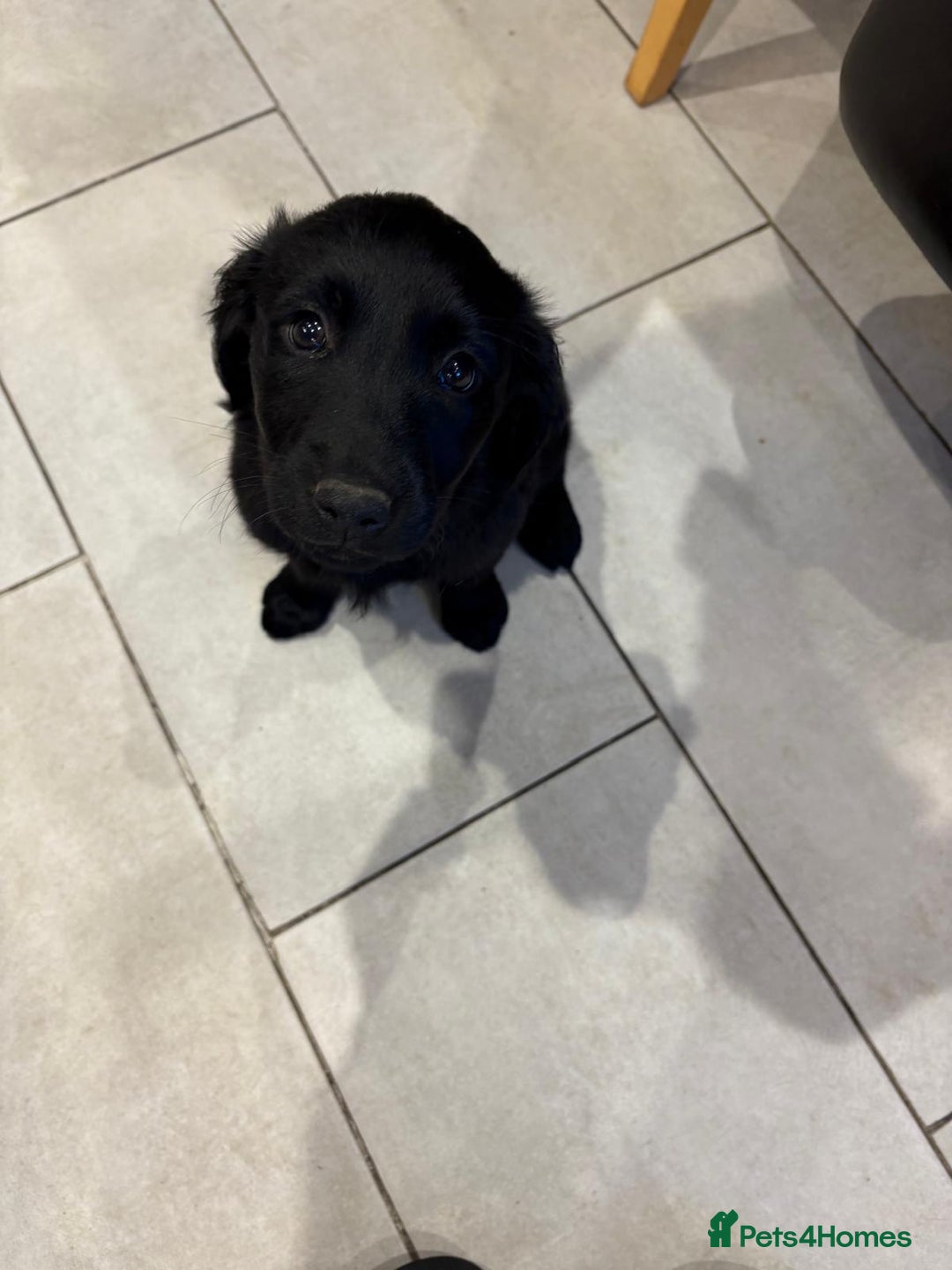 Mixed Breed dogs for sale: Rare black golden cocker puppies - Image 19