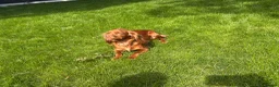 Cocker Spaniel dogs for sale: Fox red working cocker spaniel pups  - Advert 9