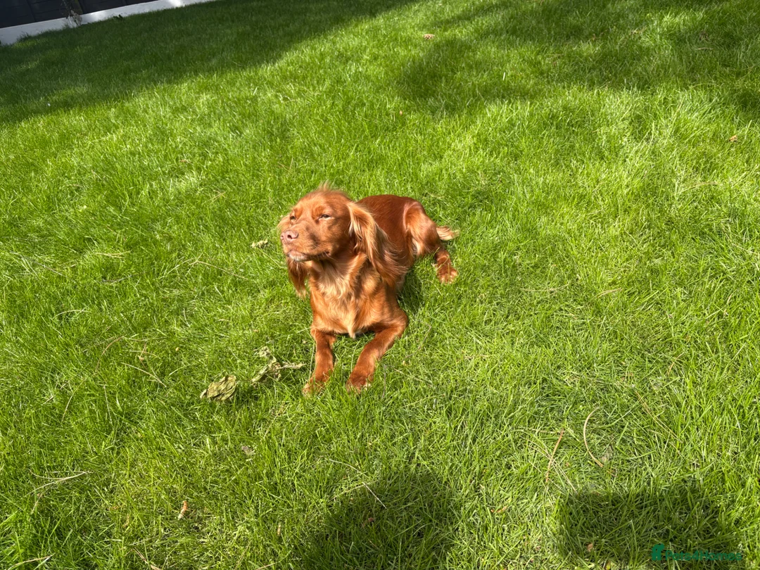 Cocker Spaniel dogs for sale: Fox red working cocker spaniel pups  - Advert 9