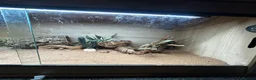 Bearded Dragon reptiles for sale: Blaze 🌹 - Advert 8