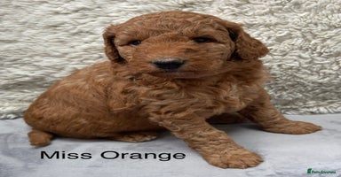 Australian Labradoodle dogs - Advert 1