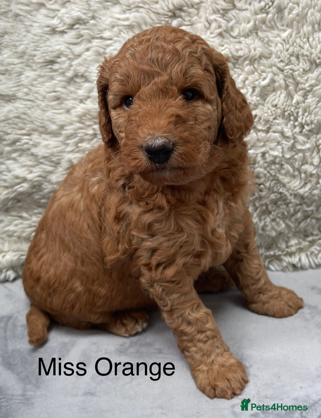 Australian Labradoodle dogs for sale: Stunning Australian Labradoodles  - Image 4