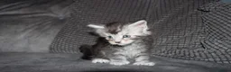 Maine Coon cats for sale: Gorgeous maine coon kittens (2 poly) - Advert 13