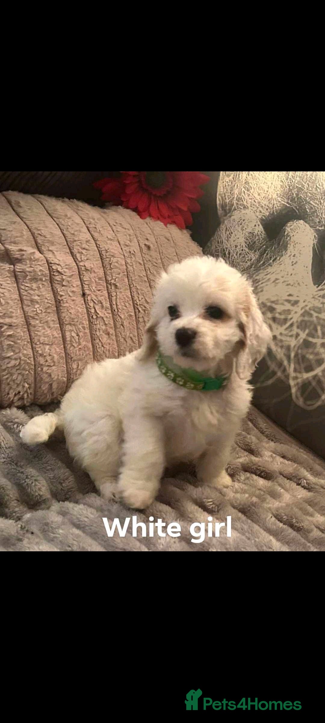 Cockapoo dogs for sale: Last pure white cockapoo  in Barnsley - Image 2