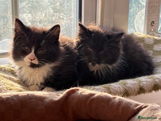 Mixed Breed cats One male semi long haired kitten available now - Advert 9