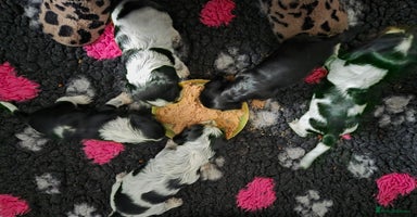 Cocker Spaniel dogs - Advert 8
