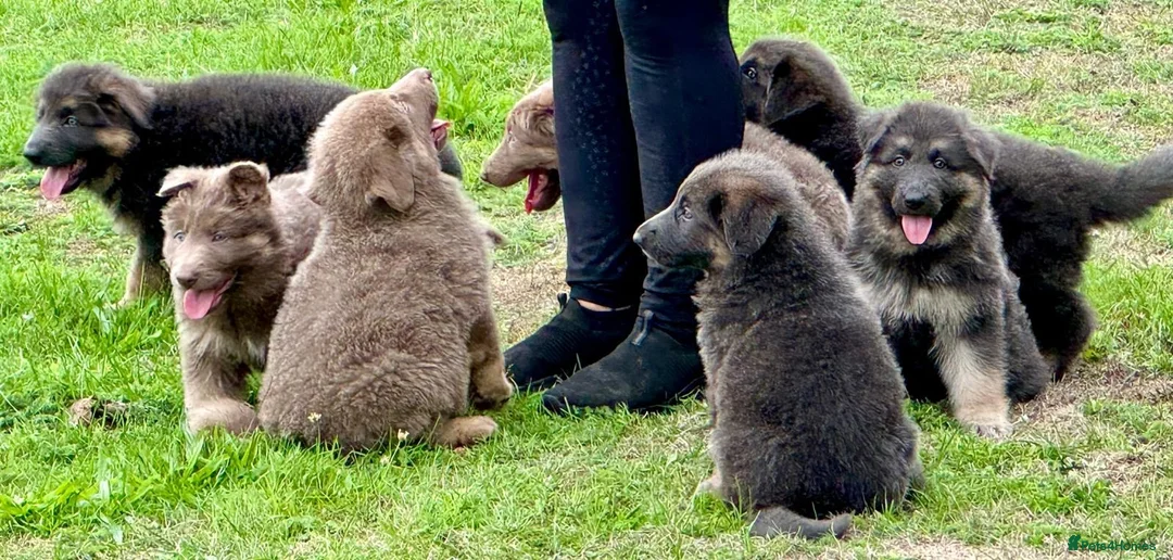 German Shepherd dogs for sale: Five star licenced German shepherds  - Advert 2
