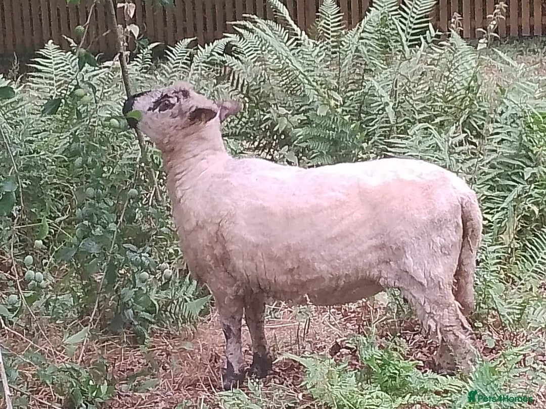 Sheep livestock for sale: Cheviot x Shropshire yearling ewes  - Image 2