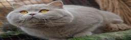 British Shorthair cats for sale: Beautiful British Shorthair kittens  - Advert 3