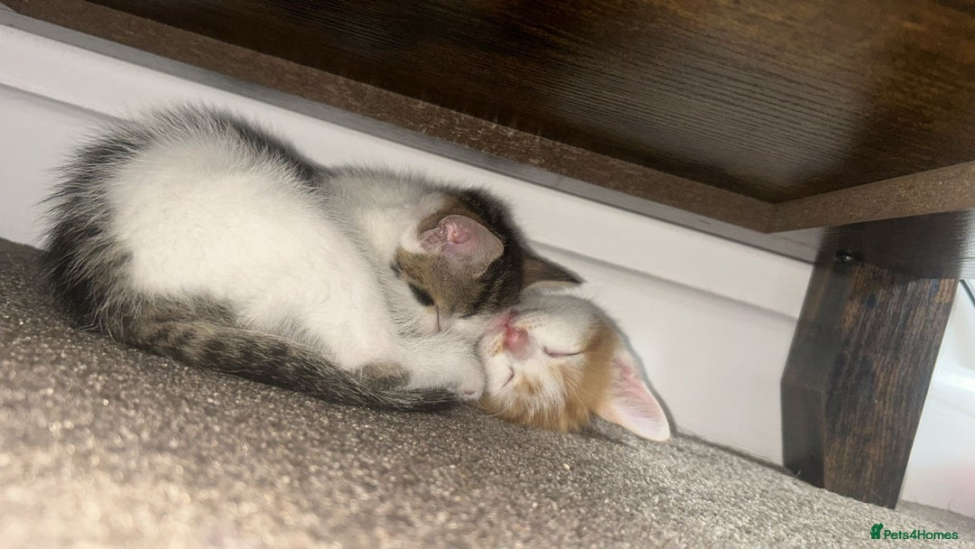 Mixed Breed cats for sale: 4 beautiful kittens  - Image 7