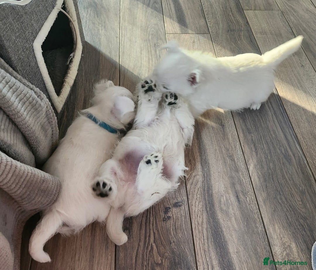 West Highland Terrier dogs for sale: Top import champion bred westies - Image 17
