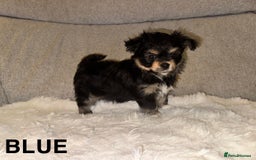 Mixed Breed dogs for sale: Yorkie chihuahua pups for sale  - Image 2