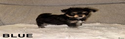 Mixed Breed dogs for sale: Yorkie chihuahua pups for sale  - Advert 2