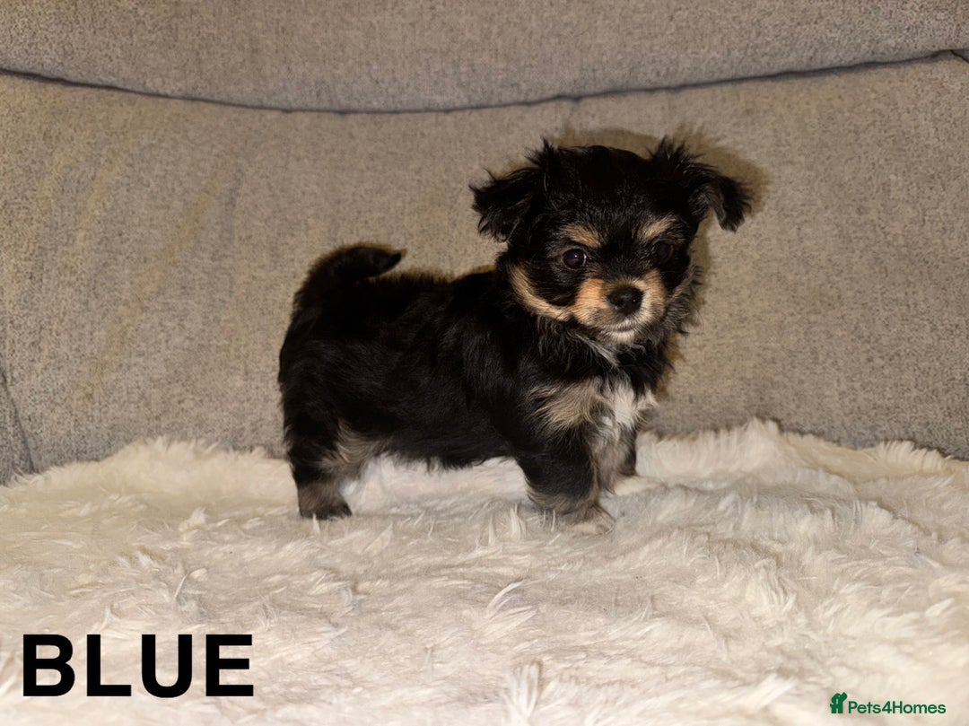 Mixed Breed dogs for sale: Yorkie chihuahua pups for sale  - Image 2