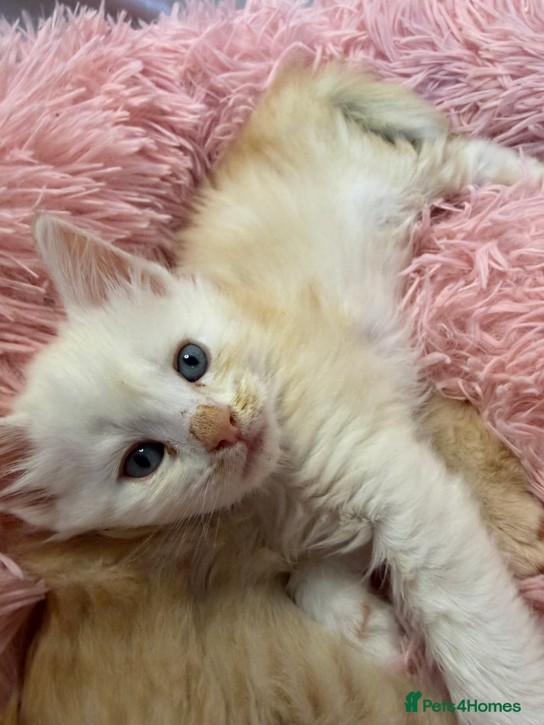 Maine Coon cats for sale: TICA REGISTERED MAINE COON KITTENS - Advert 6