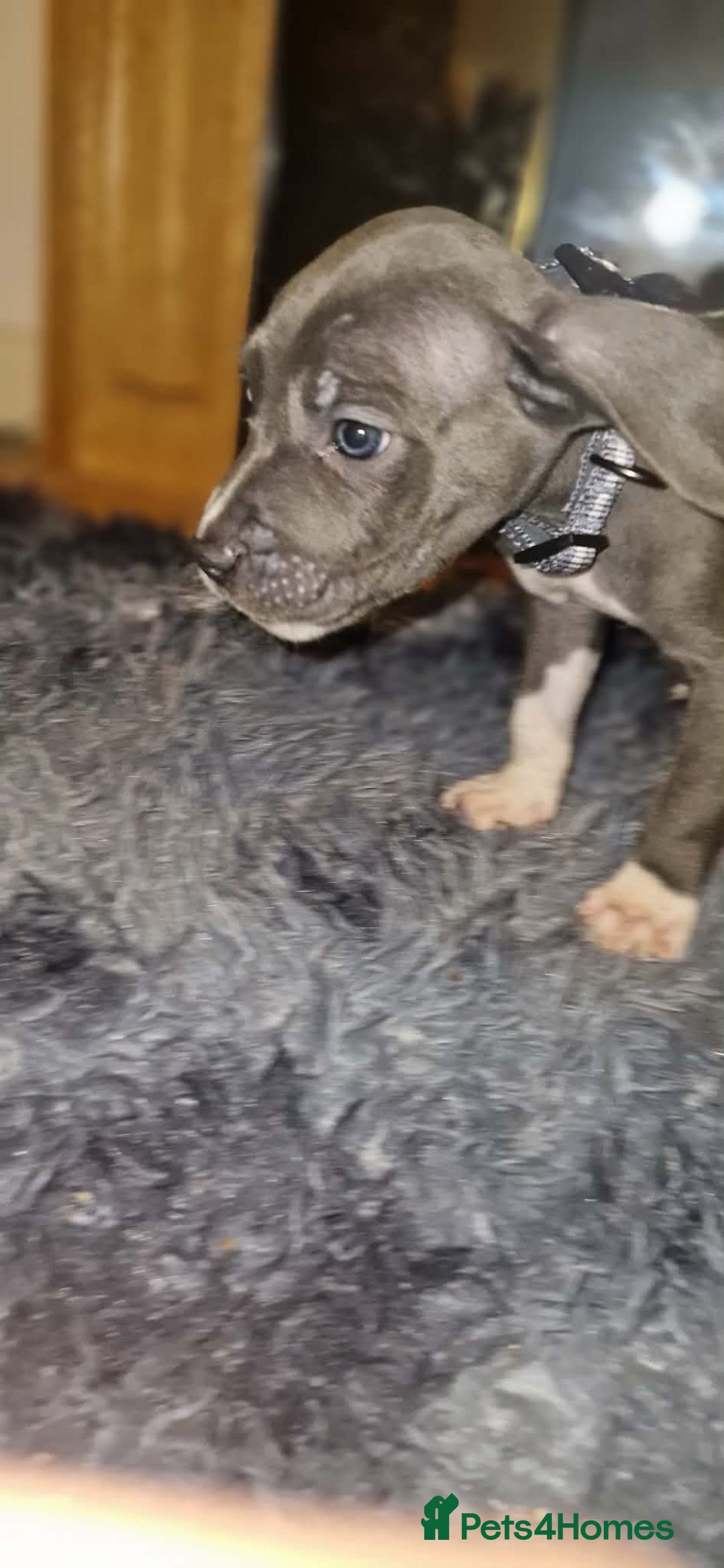 Mixed Breed dogs for sale: Cane corso hybrid - Advert 2