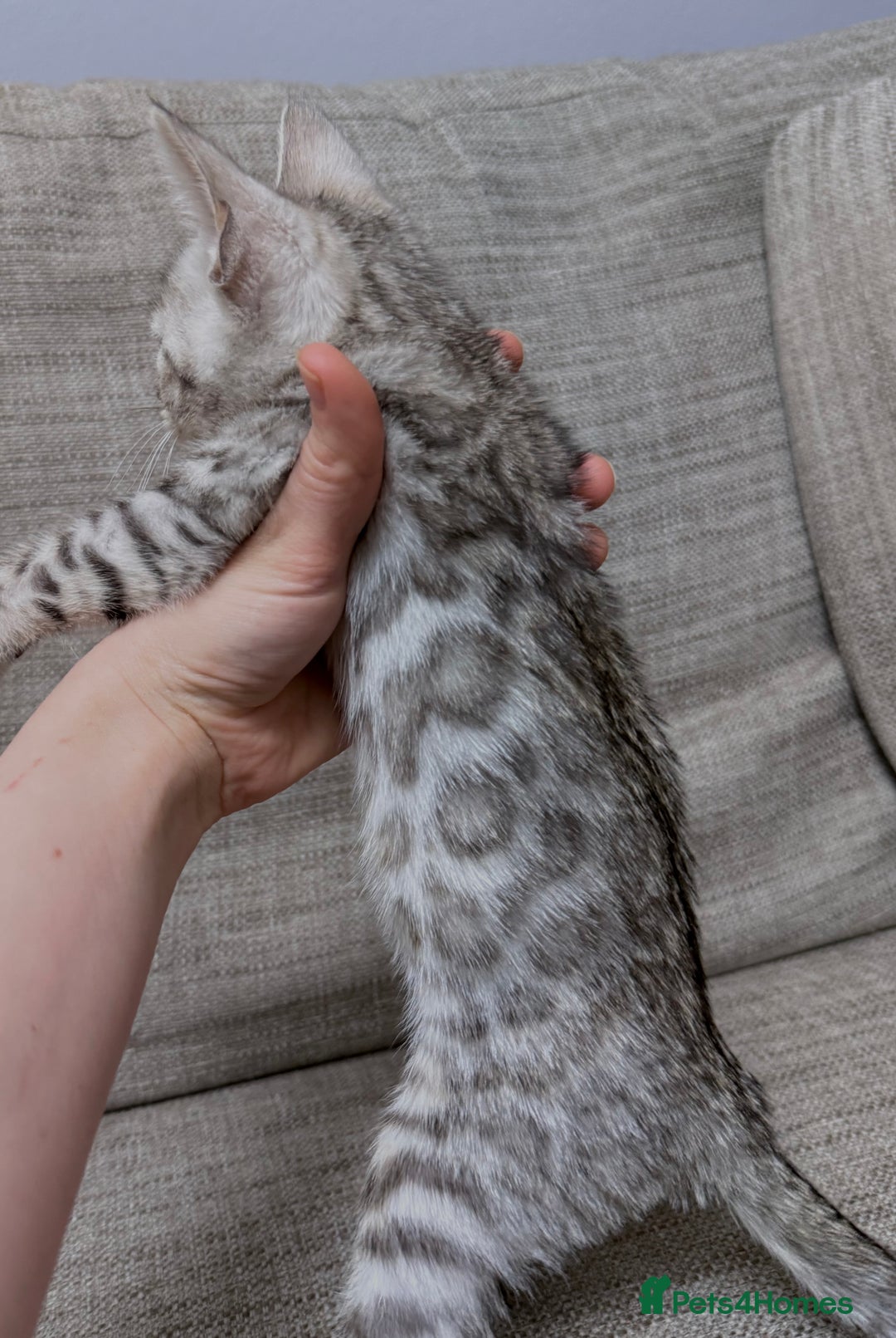 Bengal cats for sale: purebred Bengal kittens - Advert 12