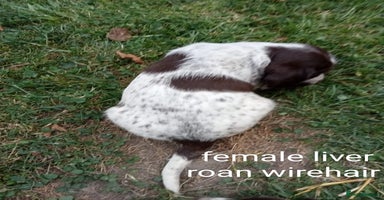 Mixed Breed dogs - Advert 4