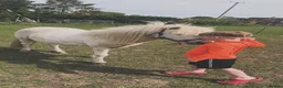 Shetland pony horses for sale: Woody in Evesham - Advert 4