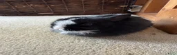 Netherland Dwarf rabbits for sale: Beautiful Netherland Dwarf kits  - Advert 6