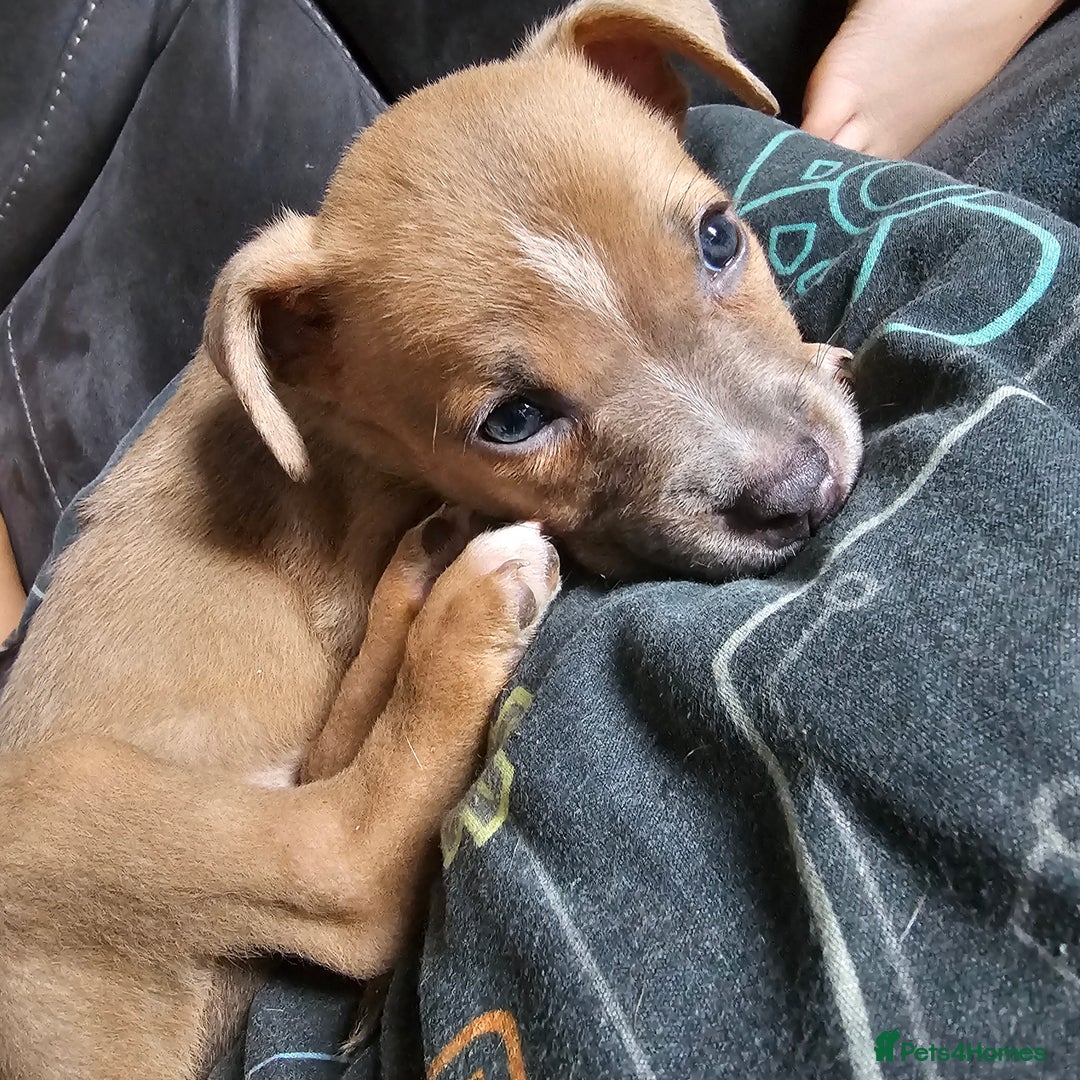 Mixed Breed dogs for sale: Accidental litter - Image 11