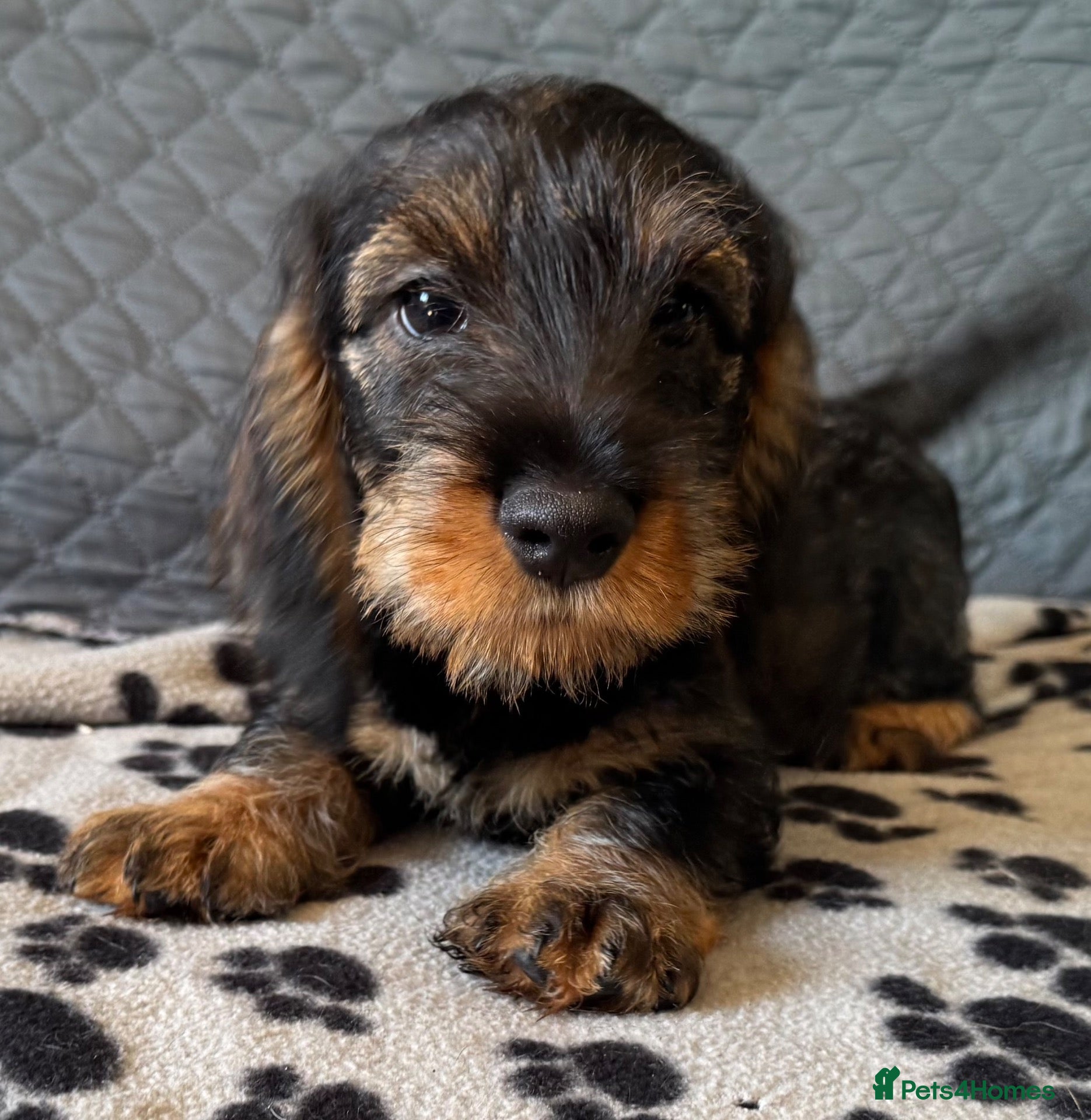 Dachshund dogs Meet Miss Purple - last gorgeous girl  - Advert 7