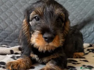 Dachshund dogs Meet Miss Purple - last gorgeous girl - Advert 7