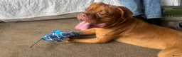 Dogue De Bordeaux dogs for sale: Ivy the loving Dogue de Bordeaux in Saint Austell - Advert 11