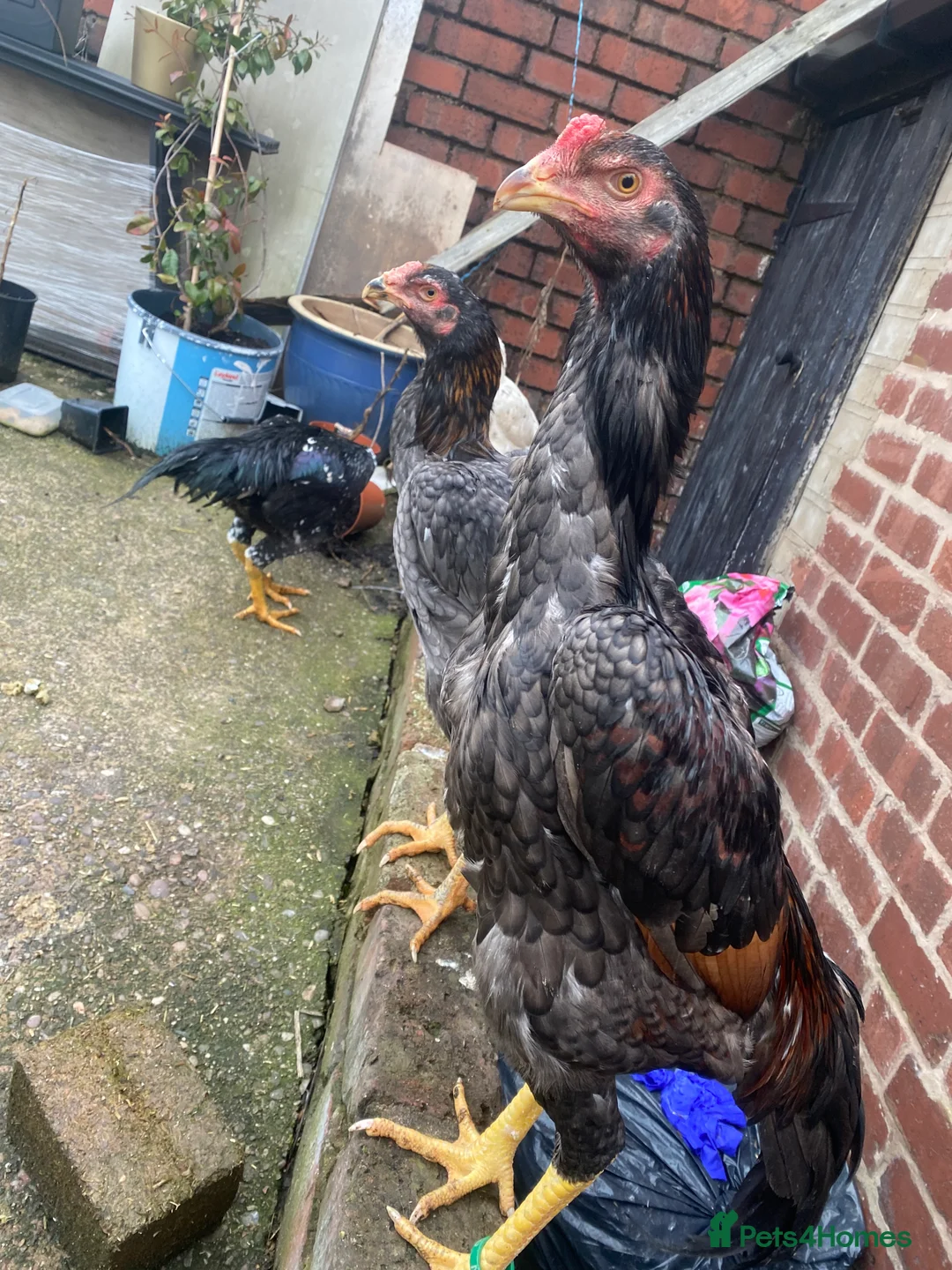 Hens poultry for sale: O shamo, shamo, Pakistani aseel and miwali   - Advert 26