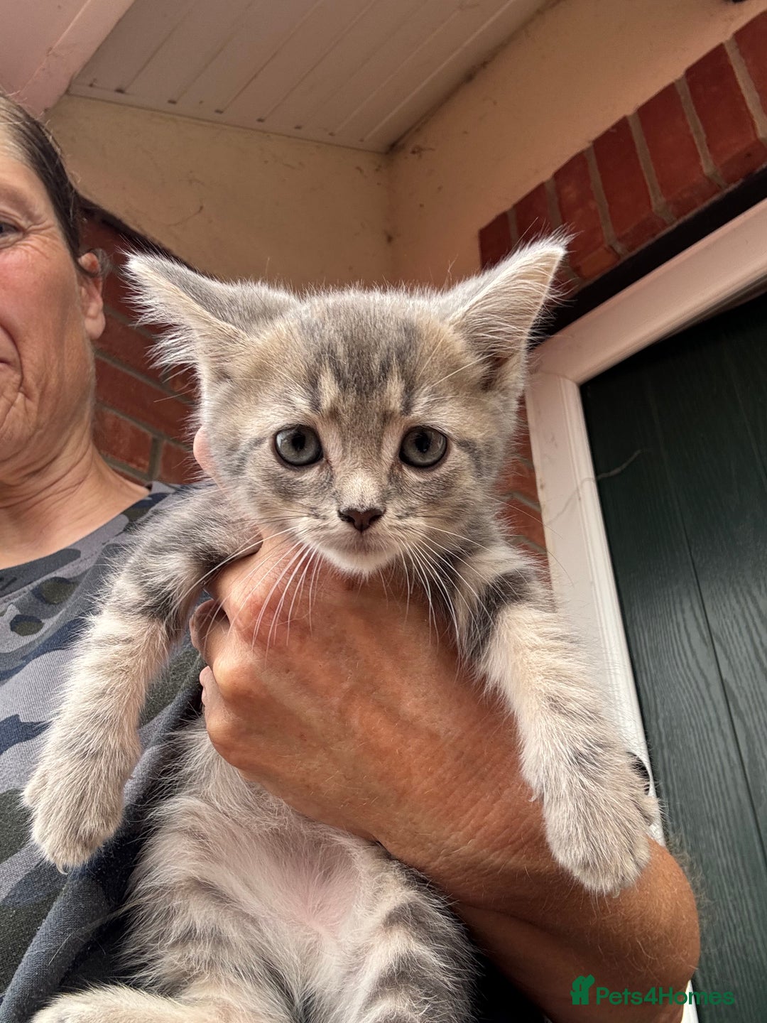Mixed Breed cats for sale: Persian cross Ragdoll kittens real stunners - Image 10