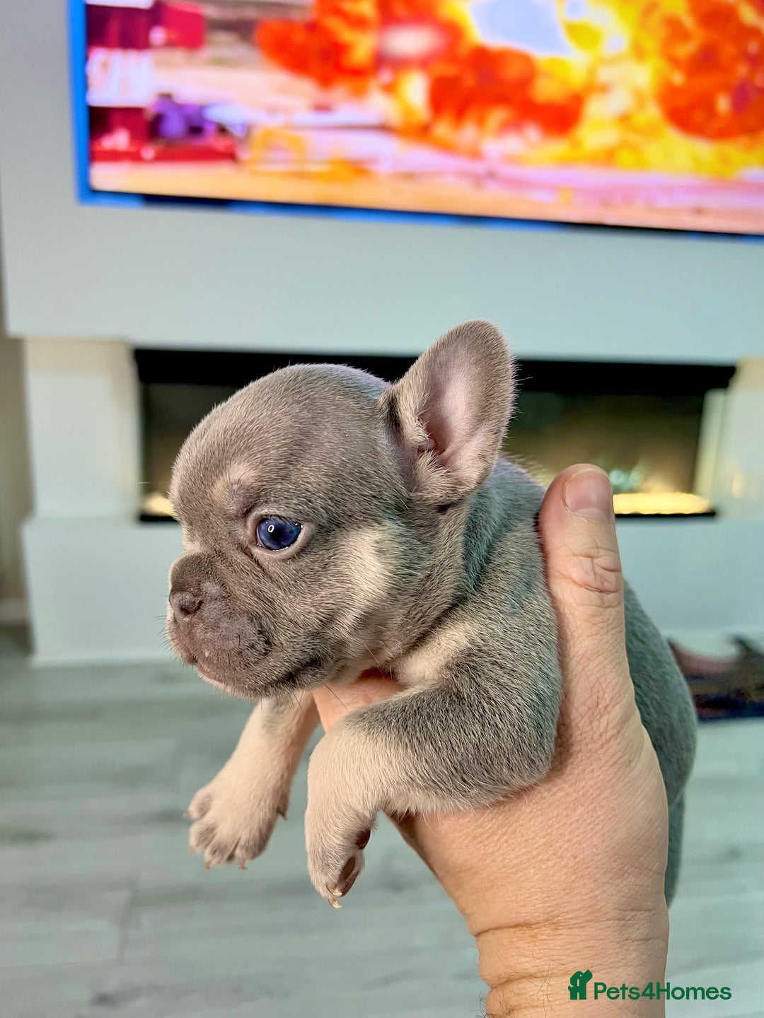 French Bulldog dogs for sale: Lilac tan French bulldog puppies  - Advert 3