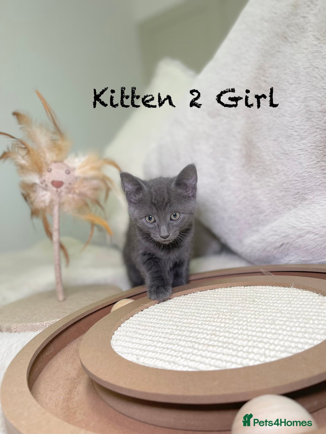 Mixed Breed cats for sale: Stunning kittens ready now  - Advert 6