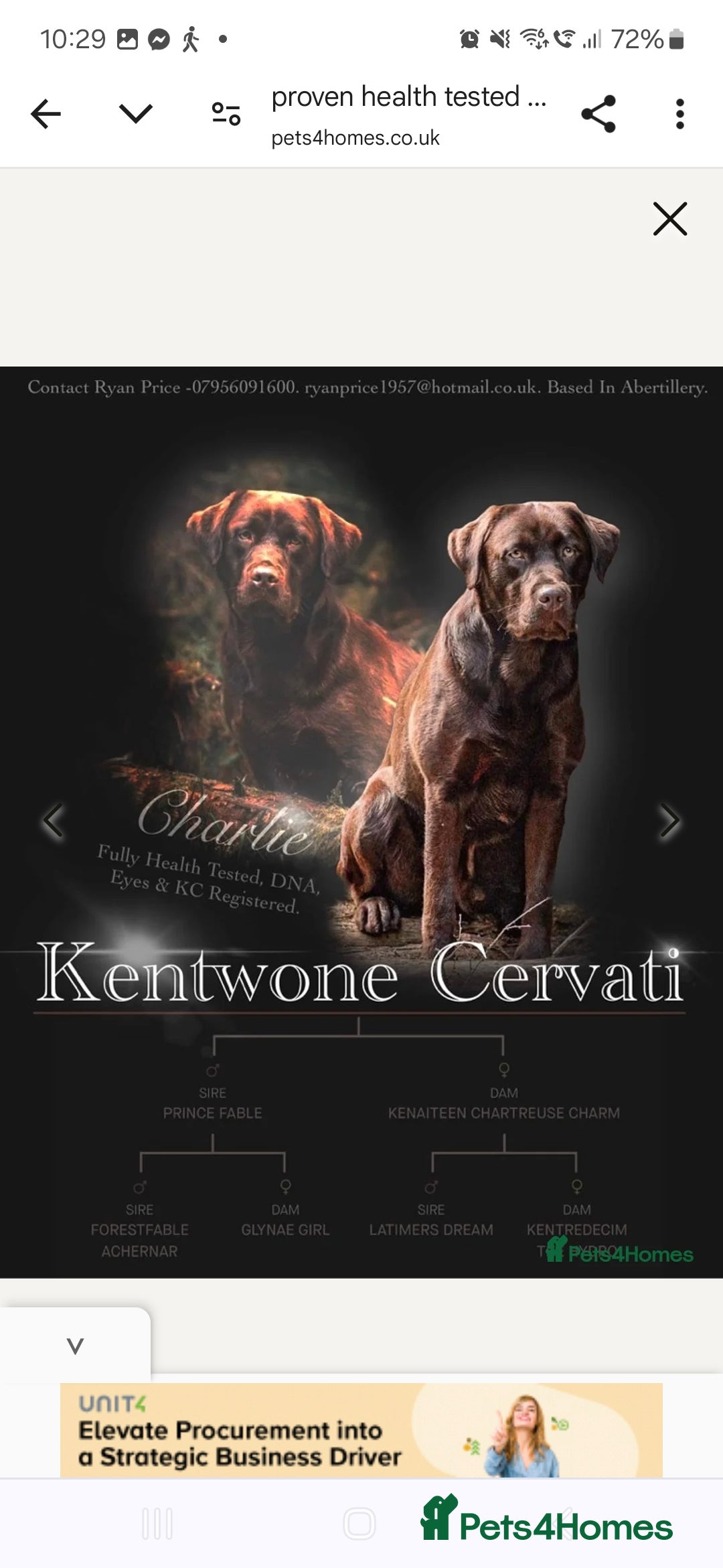 Labrador Retriever dogs for sale: six boys and six girls - Image 3