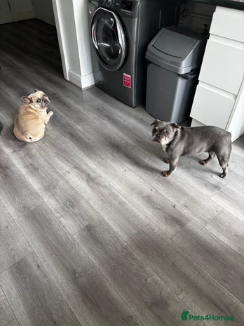 French Bulldog dogs - Advert 2