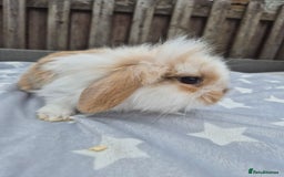 Mini Lion Lop rabbits for sale: 2 baby lion lops 6 week old - Image 8