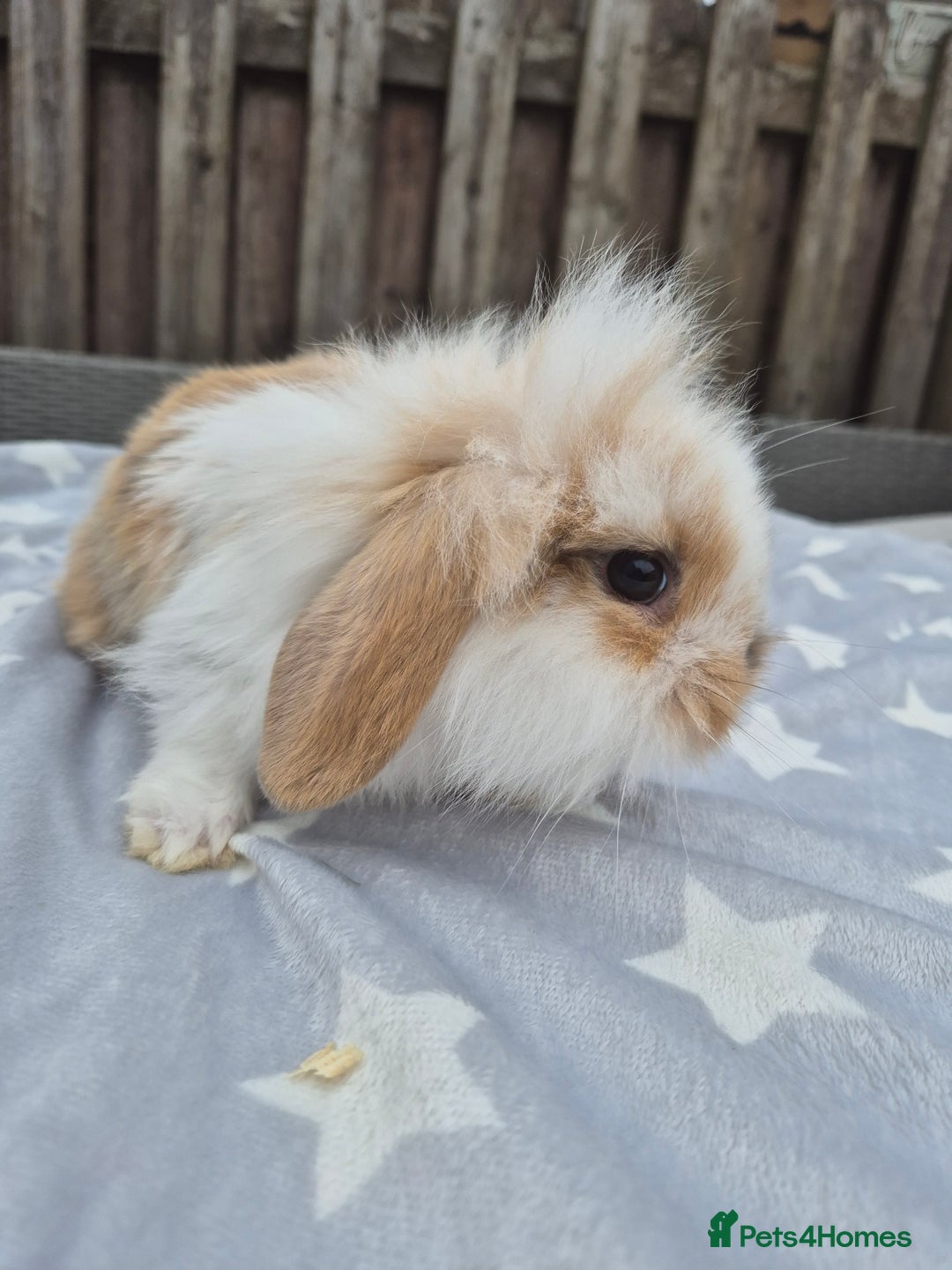 Mini Lion Lop rabbits for sale: 2 baby lion lops 6 week old - Image 8