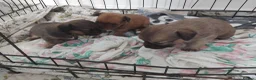 Mixed Breed dogs for sale: Beautiful fur babies  - Advert 4