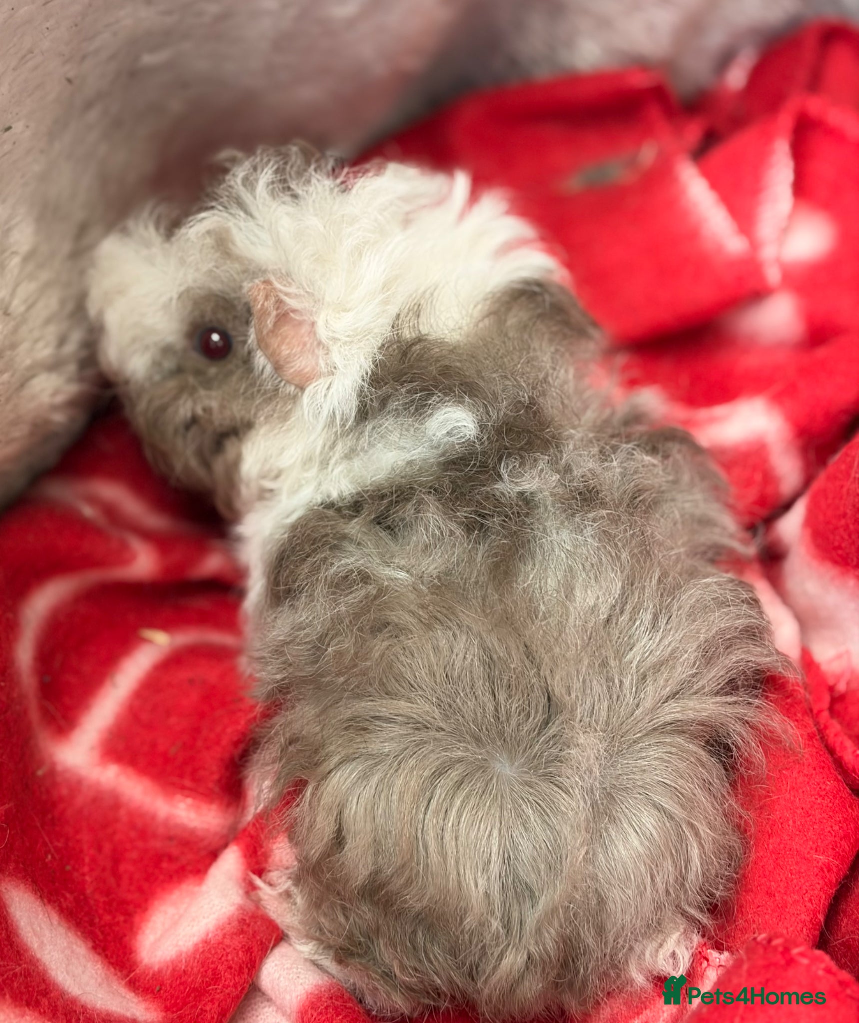 Guinea Pig rodents for sale: BEAUTIFUL BABY BOY GUINEA PIGS - Advert 11