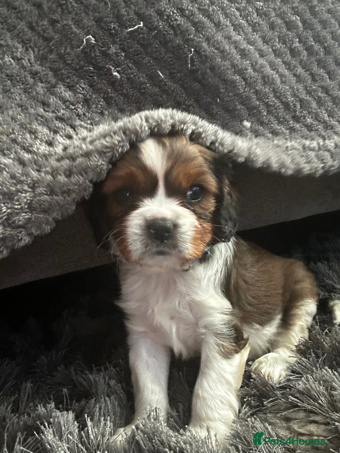 Cavalier King Charles Spaniel dogs for sale: 5 beautiful cavalier King Charles spaniel puppies - Image 13