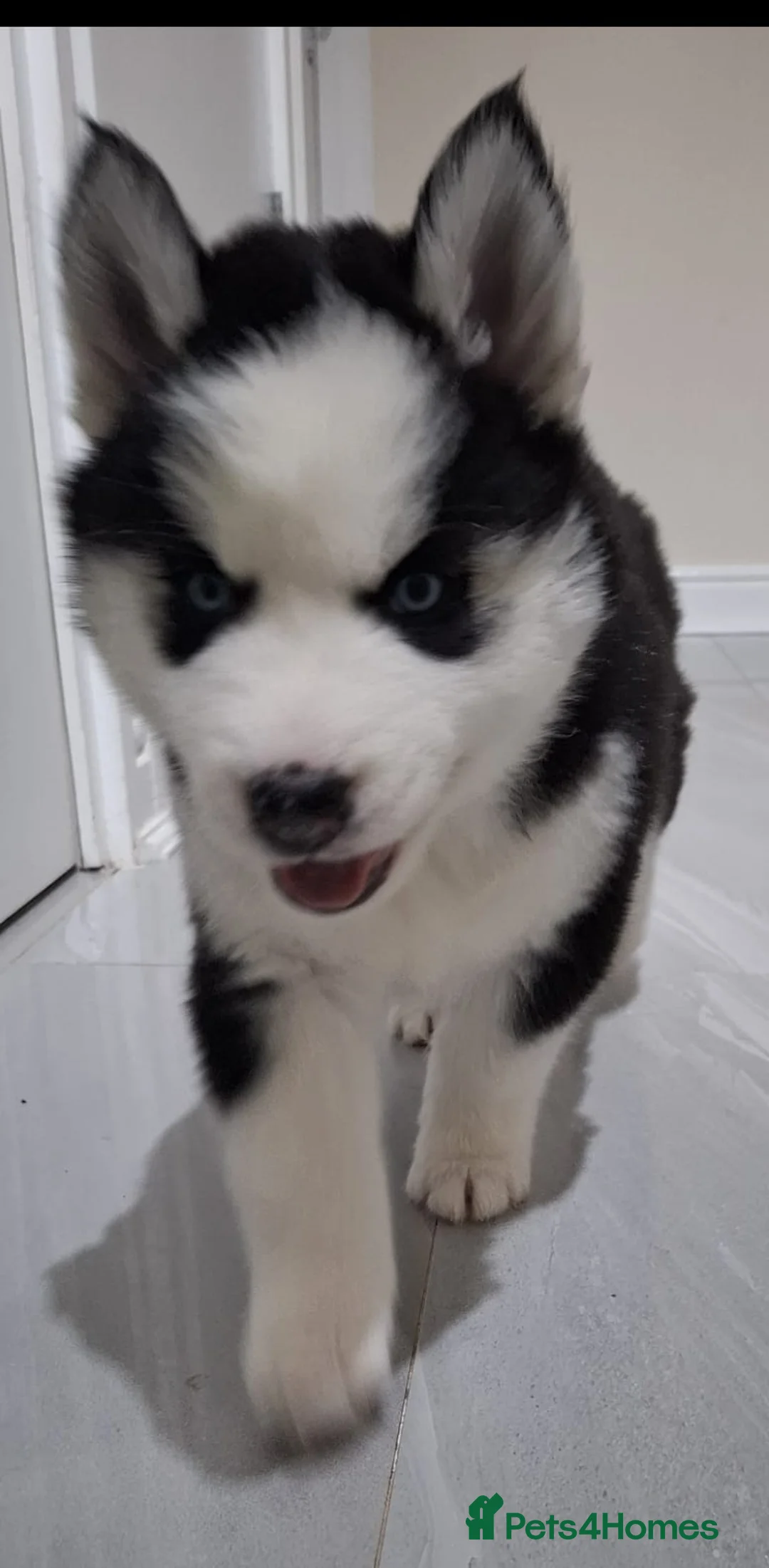 Siberian Husky dogs for sale: Siberian Huskies- BIG and WOOLY (4 Female, 1 Male) - Advert 10