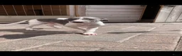 Whippet dogs for sale: Blue Kennel Club Registered Whippet pups - Advert 11